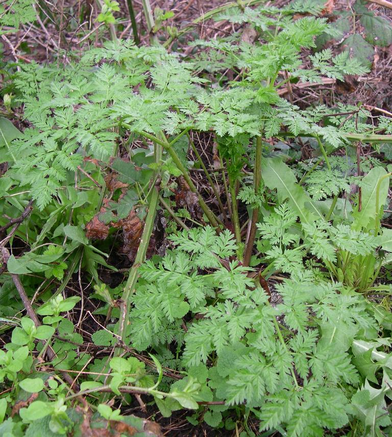 Young poison hemlock plant