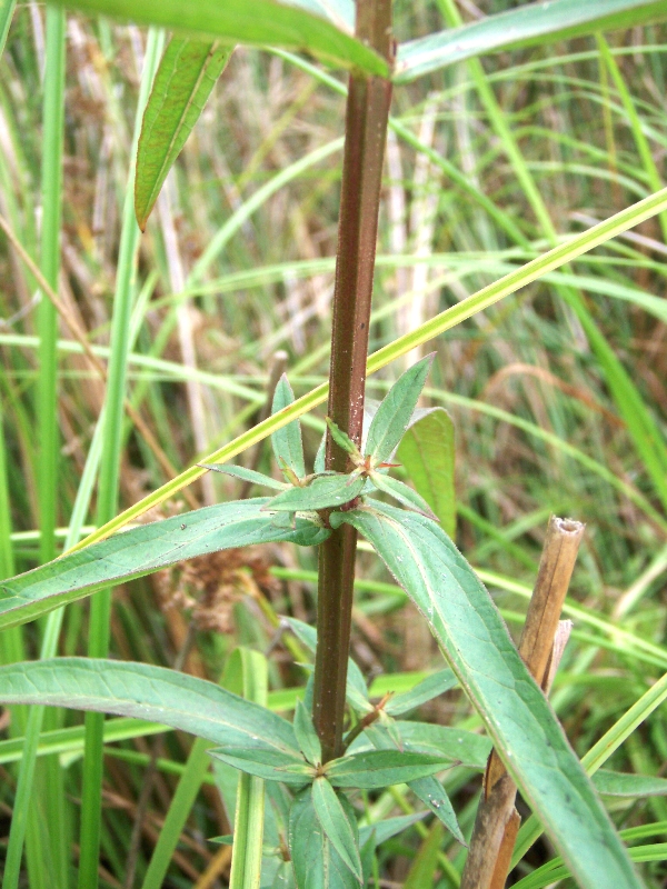 Purple loosestrife stem and leaves