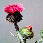 scotch thistle flower