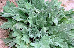 Mediterranean sage plant