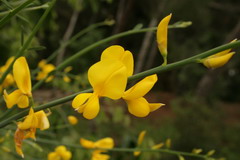Spanish broom flower and stem - click for larger image