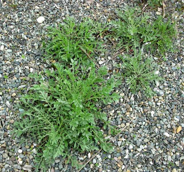 spotted knapweed rosettes - click for larger image