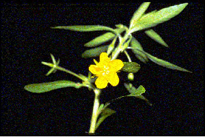 Water primrose (small)
