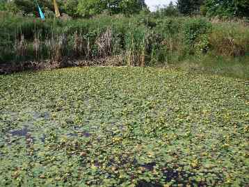 yellow floating heart nymphoides peltata infestation - click for larger image