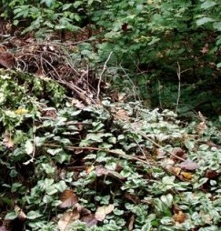 yellow archangel escaping from yard waste pile in park