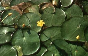 yellow floating heart plants