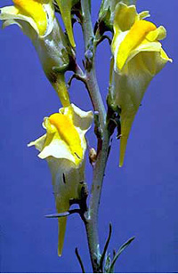 yellow toadflax flowers