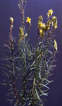 yellow toadflax plant