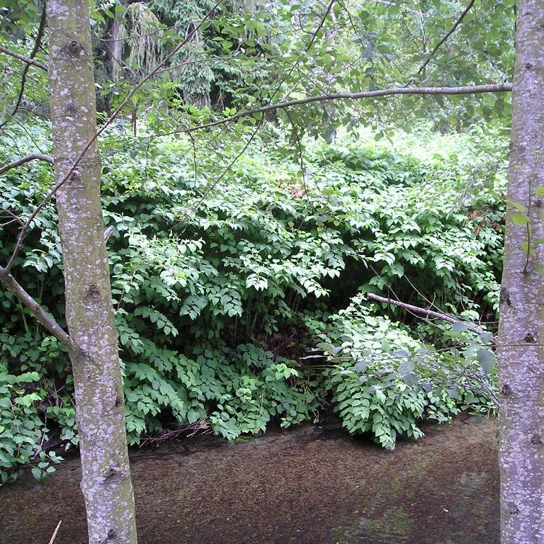 Bohemian knotweed on Soos Creek
