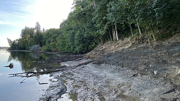 Dockton Park Shoreline after bulkhead was removed