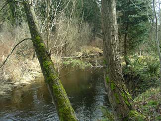 Lower Bear Creek Natural Area habitat enhancement project - creek photo