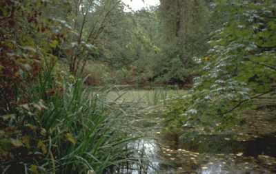 Wetland 79, Cedar River oxbow