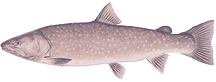 Bull Trout (Salvelinus confluentus)