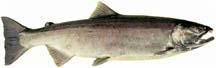 Female coho