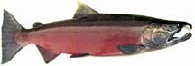 Male coho