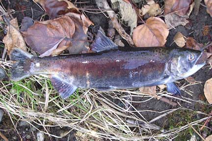 female kokanee from Laughing Jacobs Creek, King County, WA