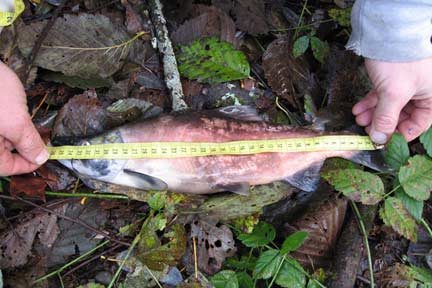 Female kokanee indicating relative size - Lewis Creek
