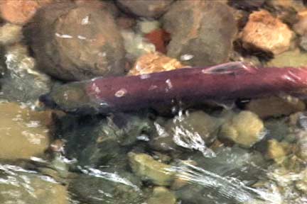 Kokanee among the cobbles of Lewis Creek