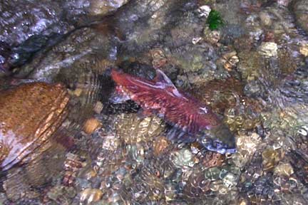 Picture of a kokanee in Lewis Creek riffles