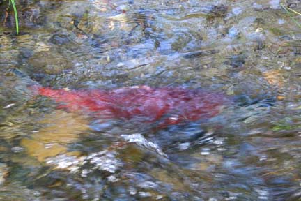 Picture of a kokanee in the riffles from a 2003 survey of Lewis Creek and Ebright Creek