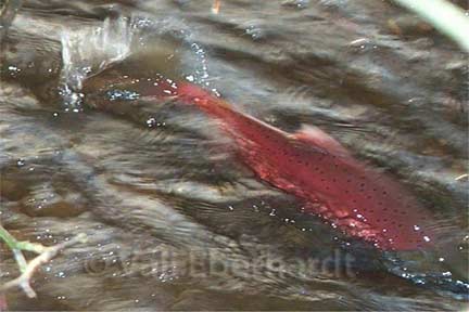 Picture of an Ebright Creek kokanee swimming and finning with back out of the water - photo by Vali Eberhardt