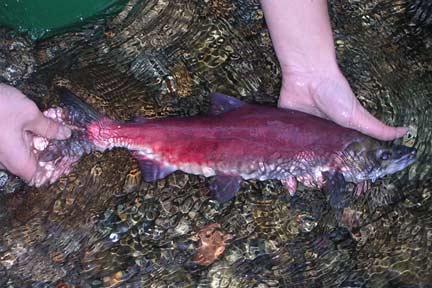 Picture of kokanee in Lewis Creek near Issaquah, Washington