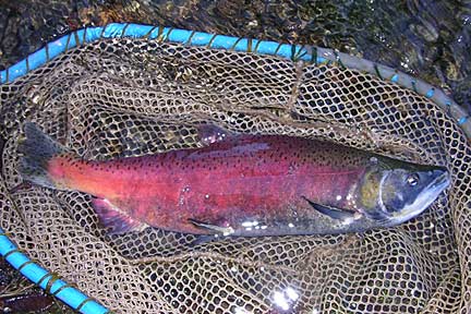 Picture of a male kokanee from a 2003 survey of Laughing Jacobs Creek, Sammamish, Washington
