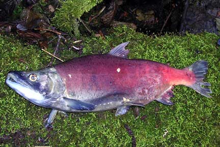 Picture of a male kokanee salmon from a 2003 survey of Laughing Jacobs Creek, a Lake Sammamish tributary