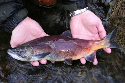 Picture of a male kokanee salmon from a 2003 survey of Laughing Jacobs Creek, Sammamish, WA