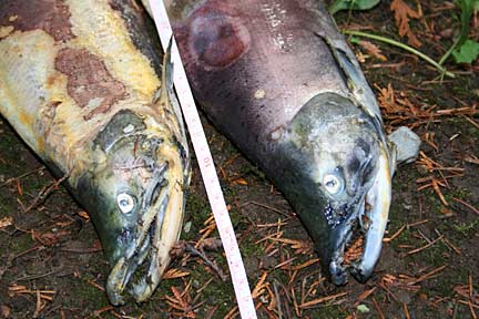 Photo of male kokanee carcasses from a 2008 survey of Lewis and Ebright Creeks, tributaries to Lake Sammamish
