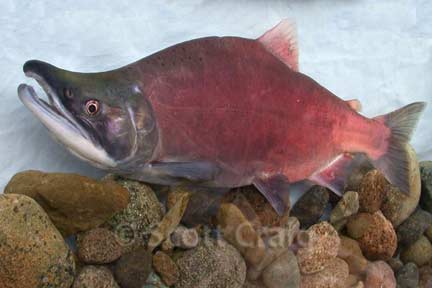 Picture of a male kokanee, courtesy of Scott Craig