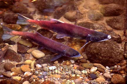 Picture of a pair of spawning kokanee in Lewis Creek near Issaquah, Washington
