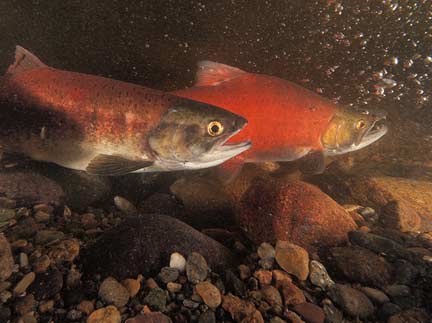 A male (background) and female (foreground) pair up to spawn in Ebright Creek