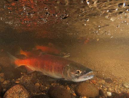 Ebright Creek is the site of a restoration project aimed at increasing stream and spawning habitat