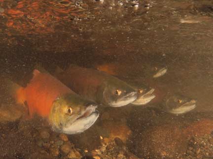 Lake Sammamish kokanee in Ebright Creek, Sammamish