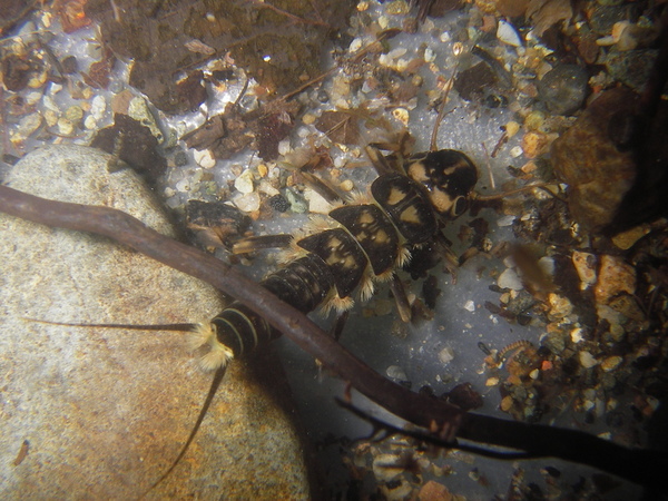 09SOO1130_08_Stonefly6JPG