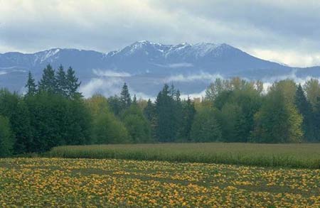 farm_and_forest_aerial