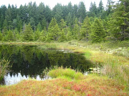 Bog in King County