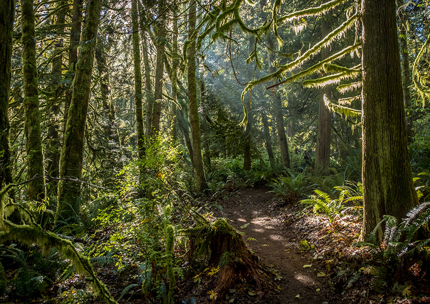 Forest lands for clean air