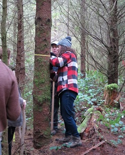measuring-tree-pic