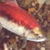 Photo of female Sockeye salmon