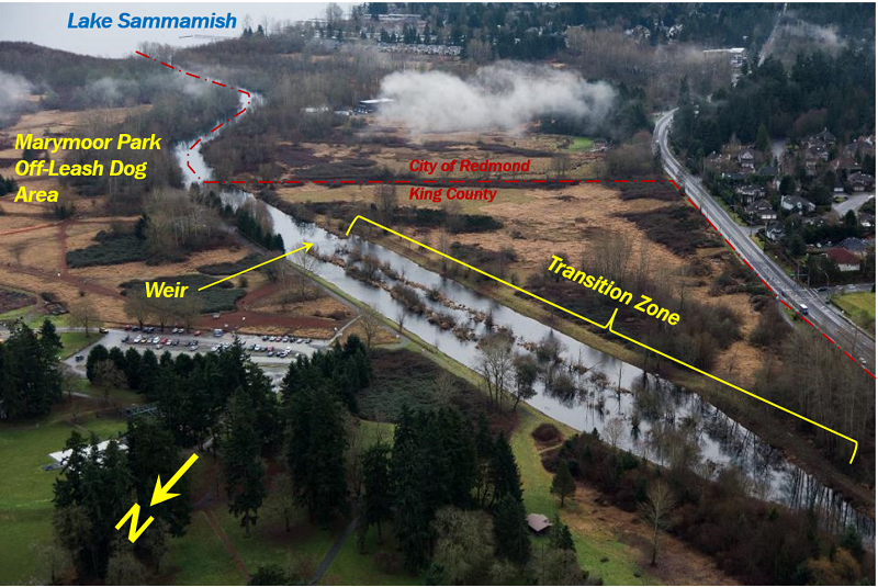 Transition Zone of Lake Sammamish