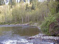 Big Bend/Landsburg Reach Natural Areas picture