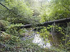 Lower Bear Creek Natural Area picture