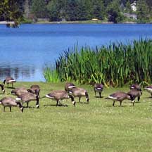 Lakeside geese illustrating pathogens as an ecological function