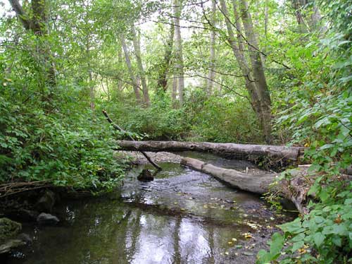 Photo of Miller Creek showing mature trees along the widening stream