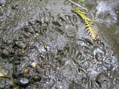Photo of raccoon footprints in mud on shore of Miller Creek
