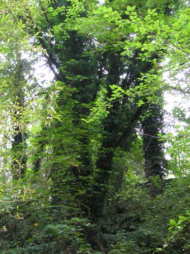 Photo of ivy-covered trees along Miller Creek