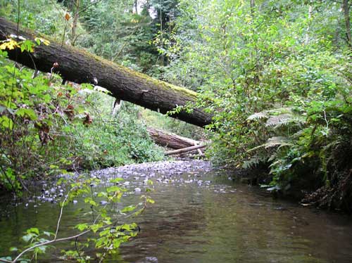 Photo of Miller Creek