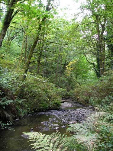 Photo of Miller Creek showing trees and gravel